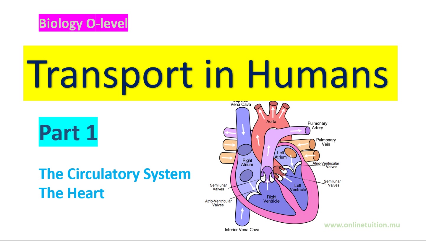 Transport in Humans - Part 1