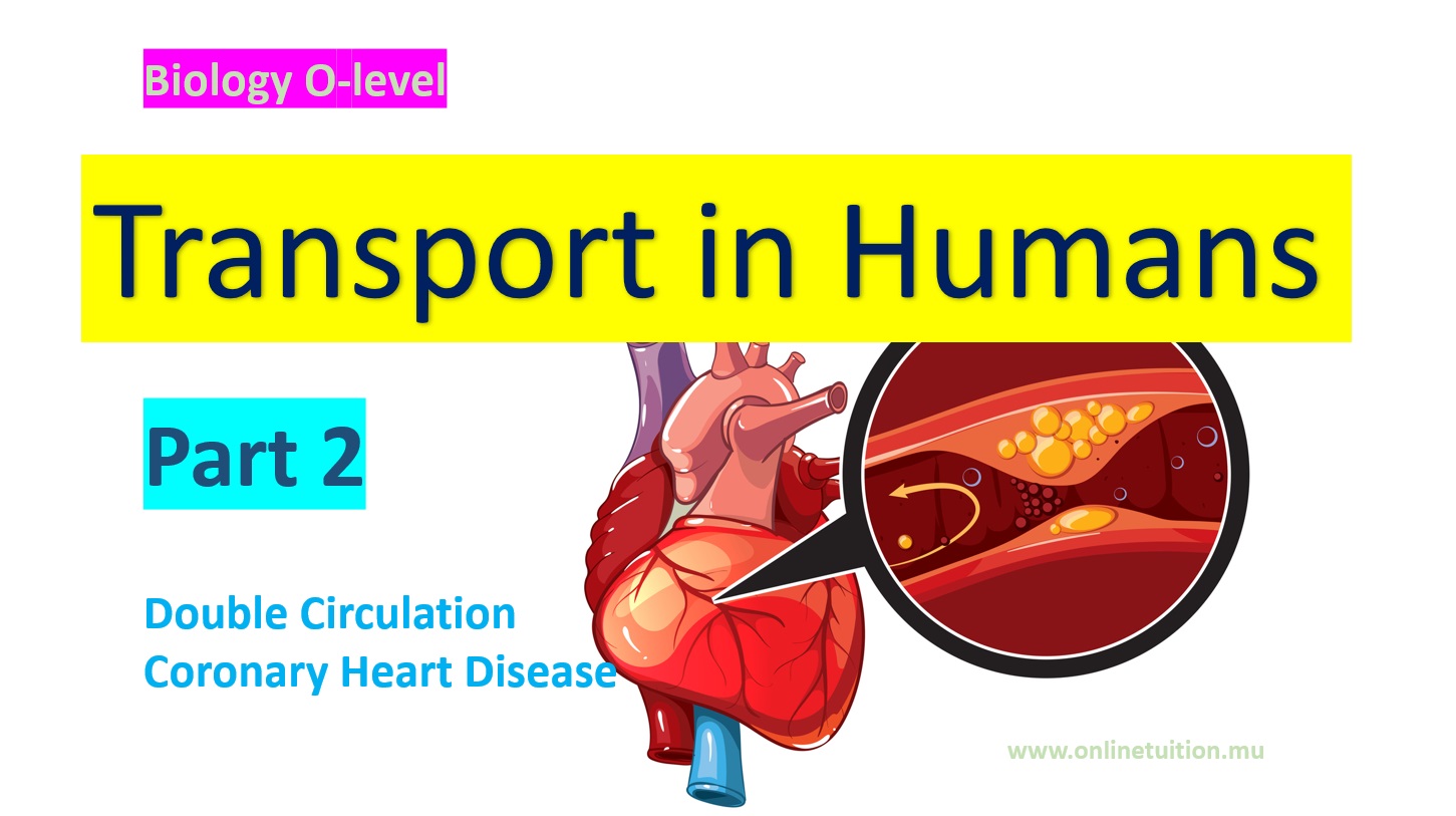 Transport in Humans - Part 2
