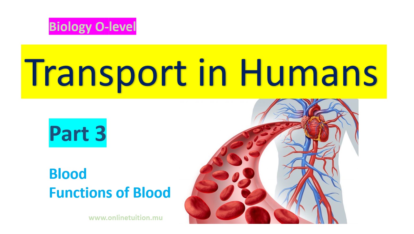 Transport in Humans - Part 3