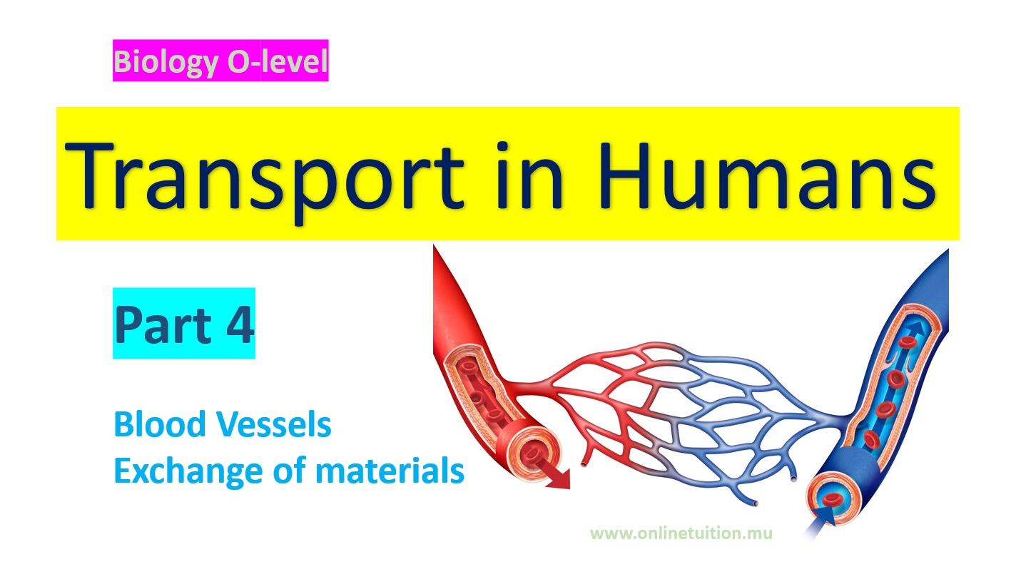 Transport in Humans - Part 4