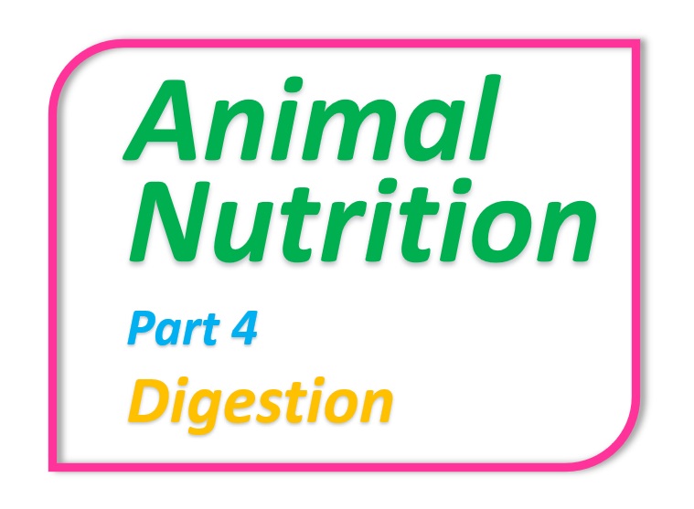 Animal Nutrition - Part 4 - Digestive System