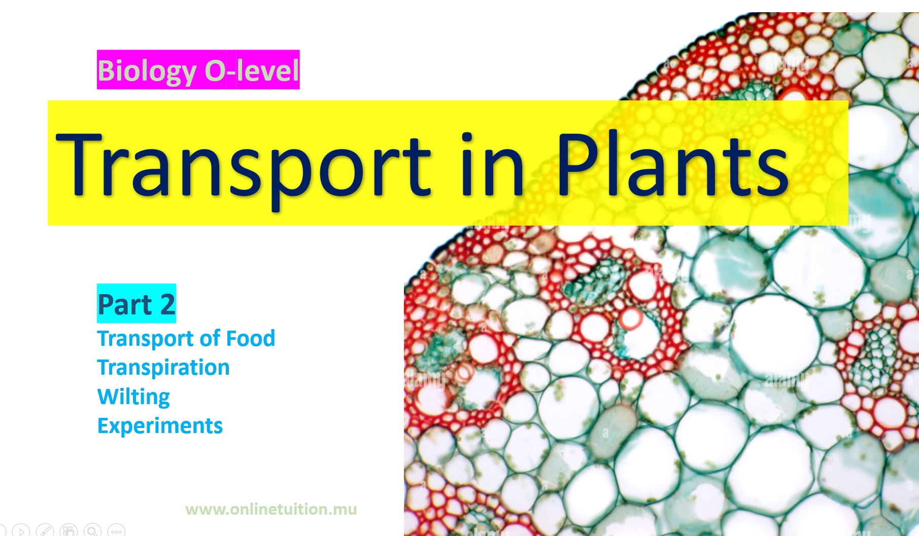 Transport In Plants - Part 2