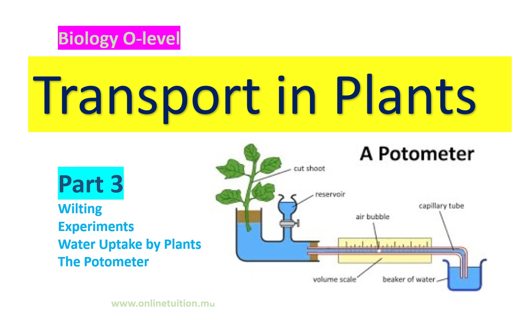 Transport In Plants - Part 3