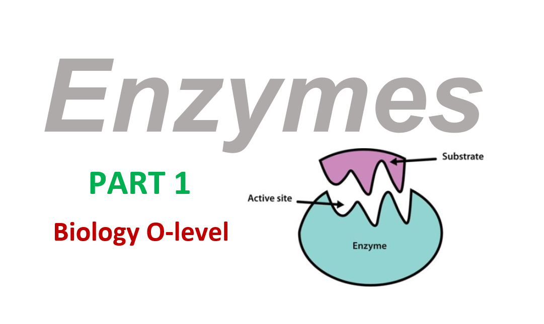 Enzymes - Part 1