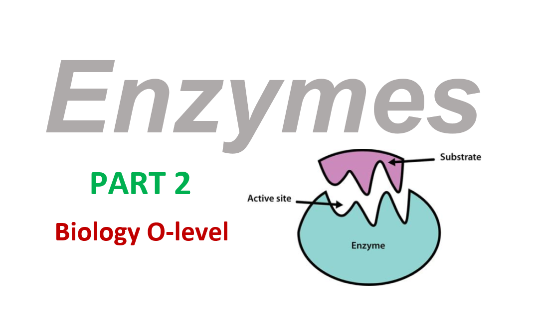 Enzymes - Part 2