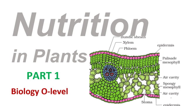 Nutrition in Plants - Part 1