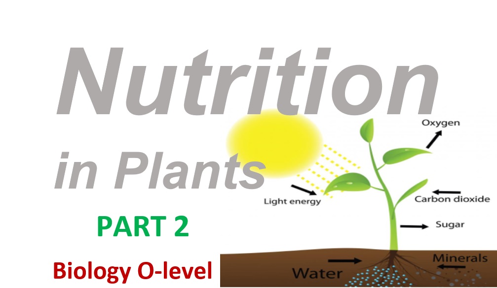 Nutrition in Plants - Part 2