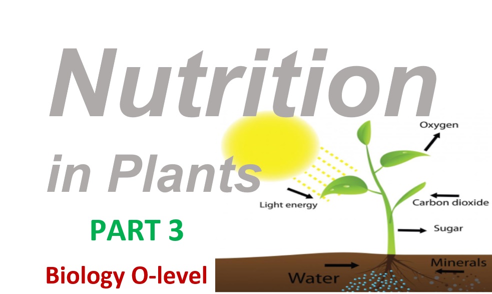 Nutrition in Plants - Part 3