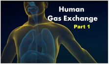Human Gas Exchange - Part 1