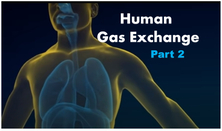 Human Gas Exchange - Part 2