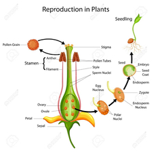 Sexual Reproduction in Plants - Pollination and Fertilisation
